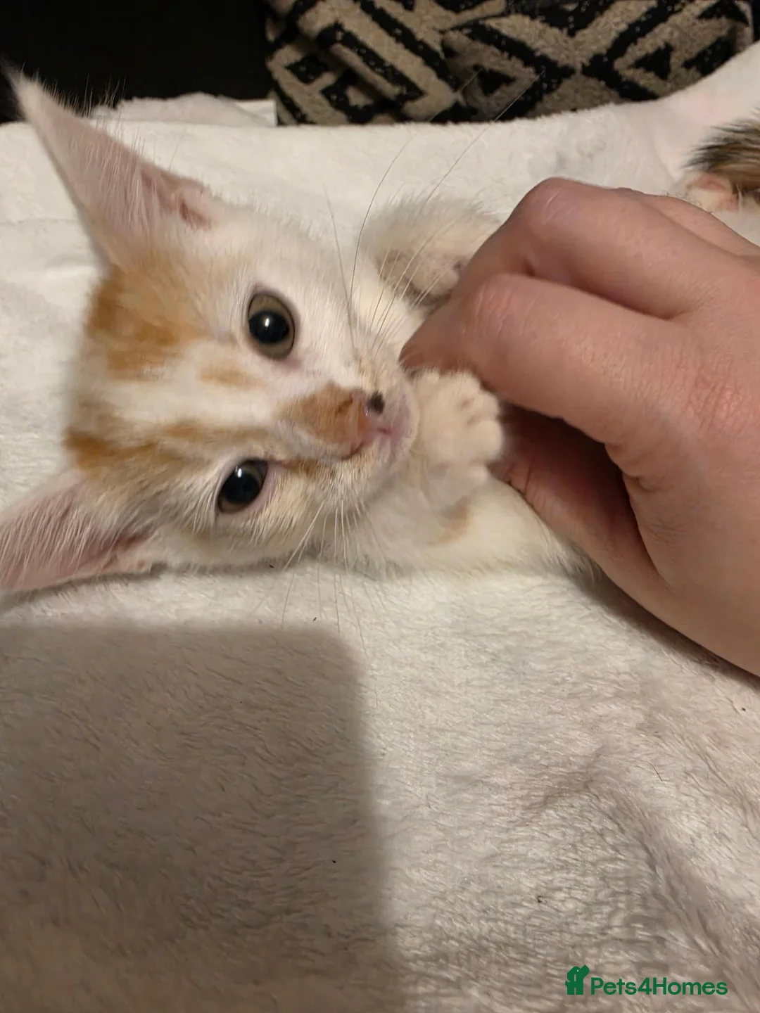 Mixed Breed cats for sale: 7 kittens for sale - Advert 2