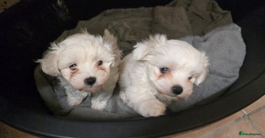Bichon Frise dogs - Advert 3
