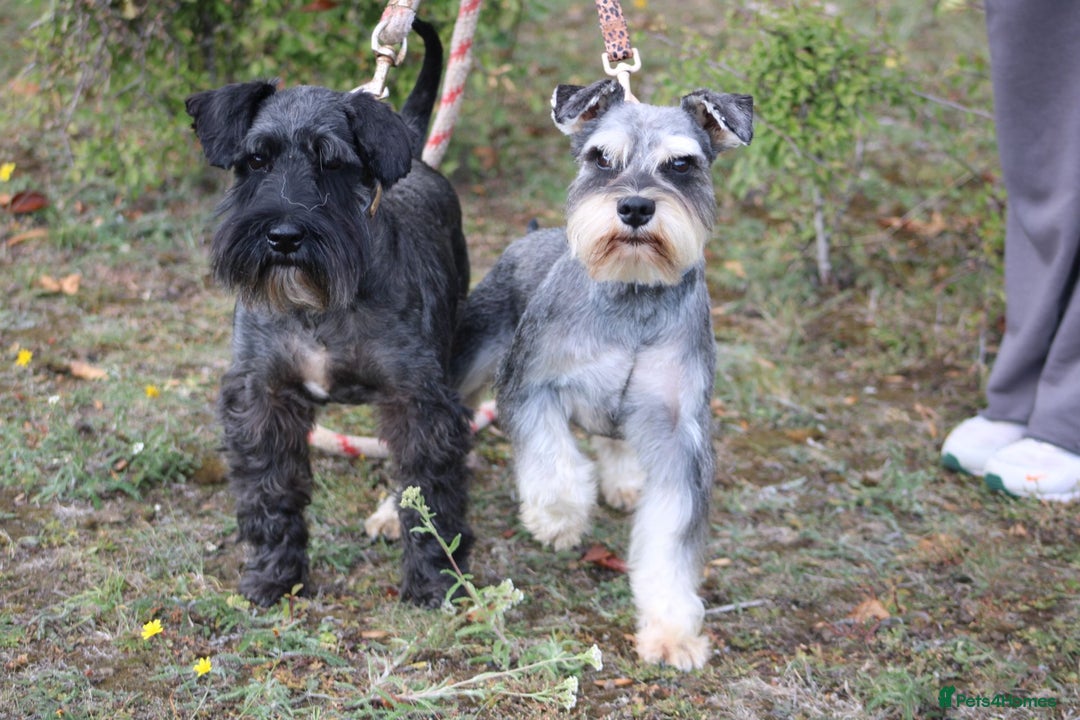 Miniature Schnauzer dogs for stud: KC MAC Pepper & Salt miniature schnauzer Stud - Image 3
