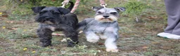 Miniature Schnauzer dogs for stud: KC MAC Pepper & Salt miniature schnauzer Stud in Basildon - Advert 3