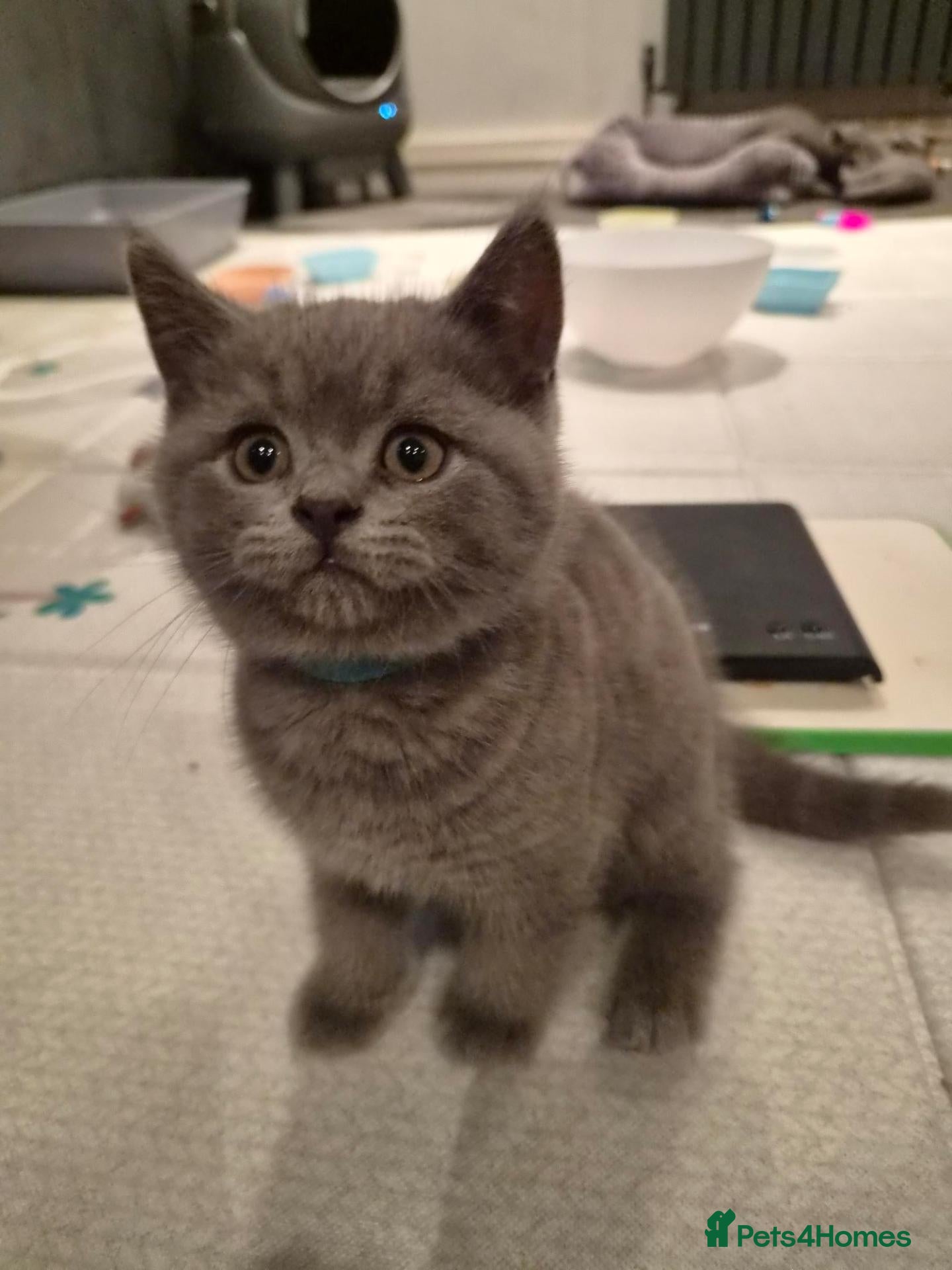 British Shorthair cats 6 Beautiful BSH Kittens - Advert 1