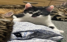 Mixed Breed cats for sale: Kittens ready for their forever home.  - Image 3