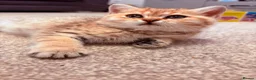 British Shorthair cats for sale: GCCF Registered Golden BSH Kittens | ny12 & by12 - Advert 12