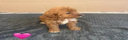 Cavapoo dogs for sale: Beautiful Cavapoo Puppies🐶❤️ - Advert 10