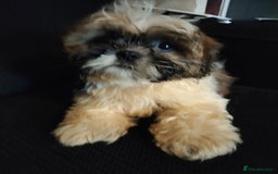 Shih Tzu dogs for sale: Half Imperial Shihtzu Pups (Karashishi Lines)  - Image 2