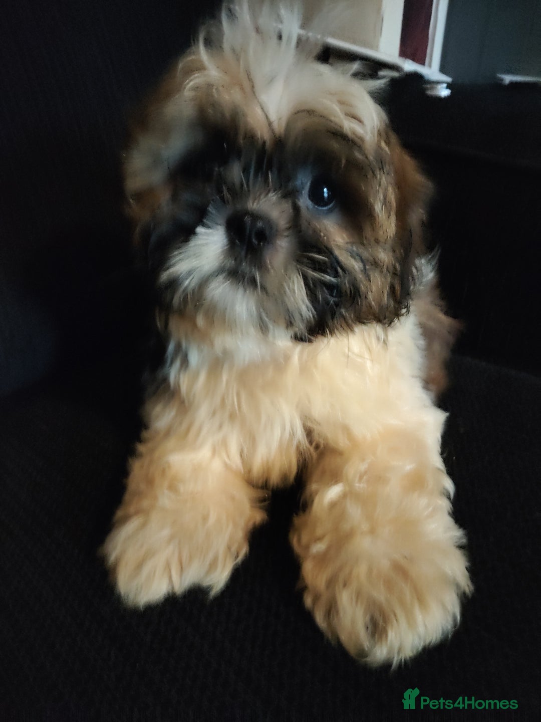 Shih Tzu dogs for sale: Half Imperial Shihtzu Pups (Karashishi Lines)  - Image 2