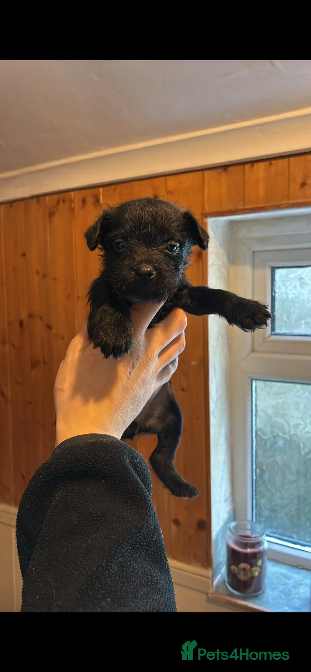Patterdale Terrier dogs for sale: Patterdale pups  - Advert 5