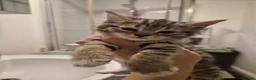 Bengal cats for sale: Bengal mix female  - Advert 3