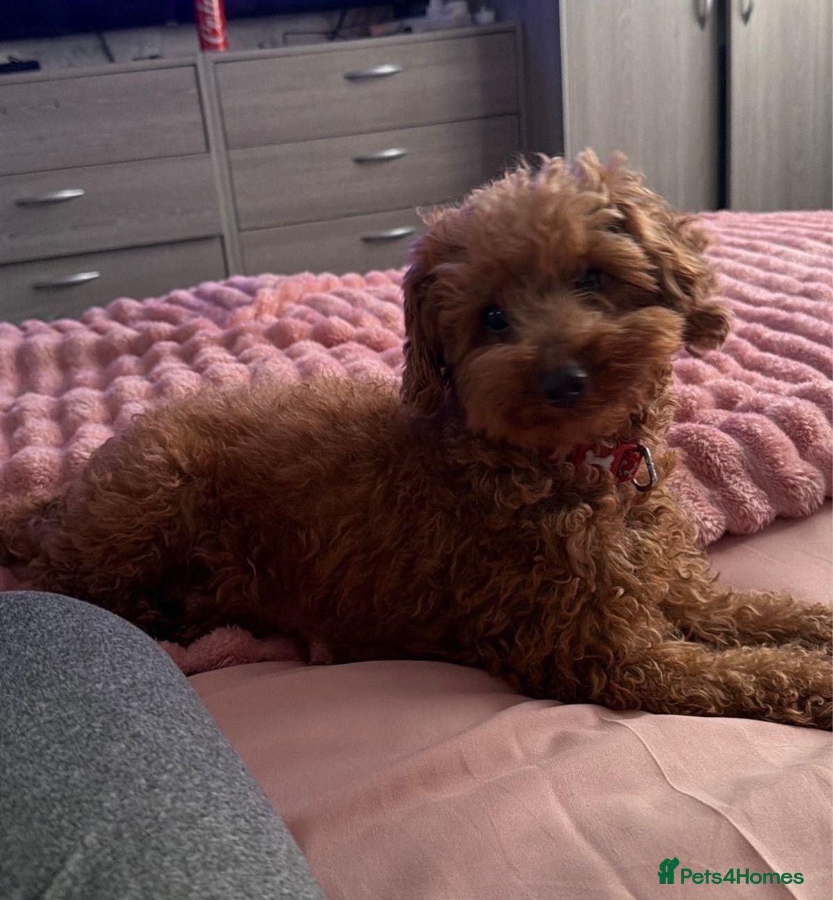 Toy Poodle dogs Deep red TOY POODLES❤️dna health clear parents  - Advert 1