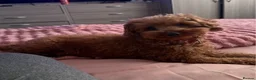 Toy Poodle dogs for sale: Deep red TOY POODLES❤️dna health clear parents  in Sittingbourne - Advert 1
