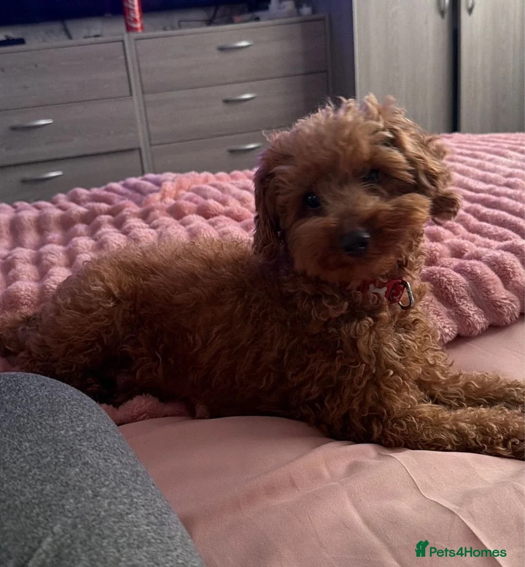 Toy Poodle dogs for sale: Deep red TOY POODLES❤️dna health clear parents  in Sittingbourne - Advert 1
