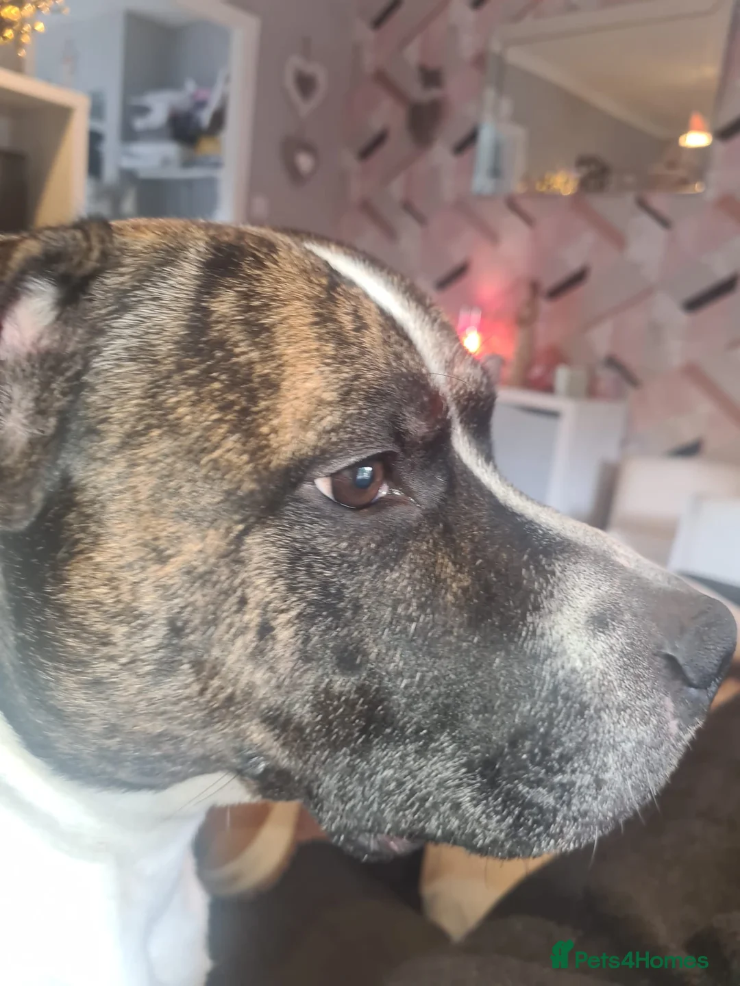 Staffordshire Bull Terrier dogs for sale: A playful and gentle staffy! looking for new home. - Advert 3