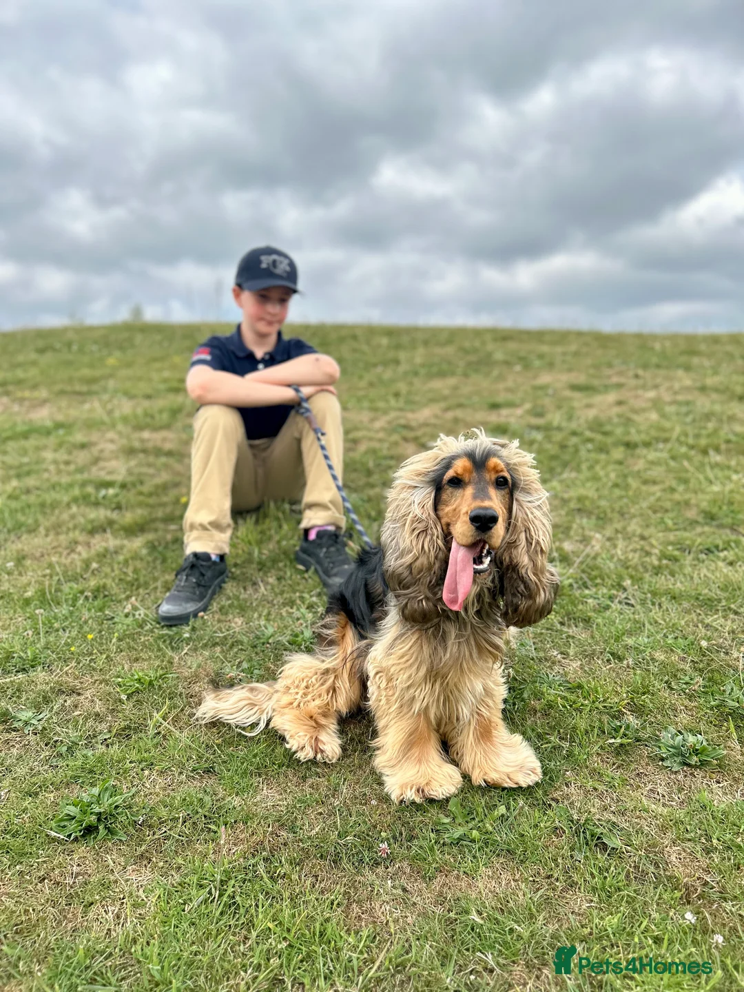 Cocker Spaniel dogs for stud: Beautiful Stud in Gloucester - Advert 12