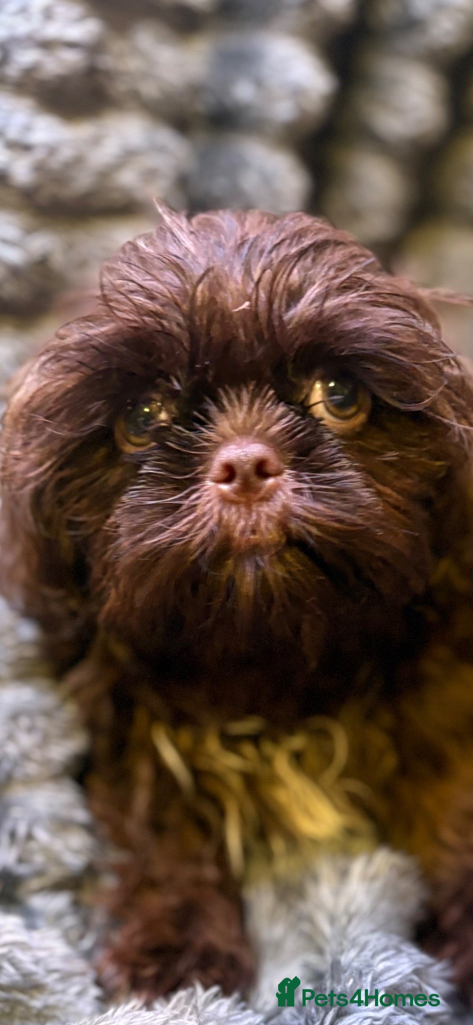 Shih Tzu dogs Last Boy Ready Now KC & DNA Health Tested - Advert 1