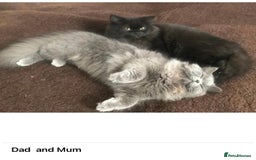 British Longhair cats for sale: British Long/Short Hair Adorable Kittens - Advert 32