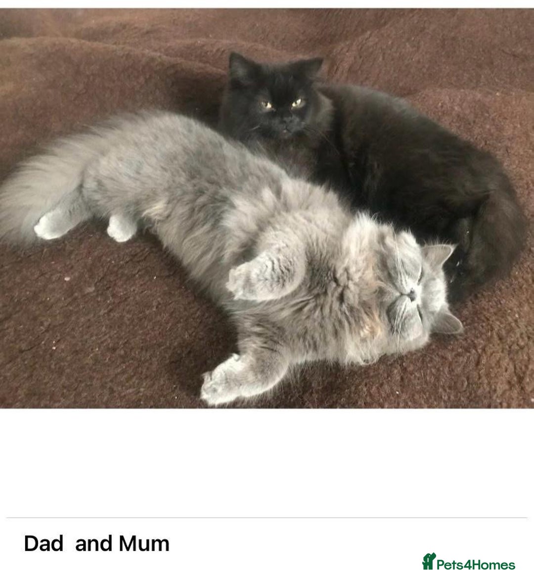 British Longhair cats for sale: British Long/Short Hair Adorable Kittens - Advert 32