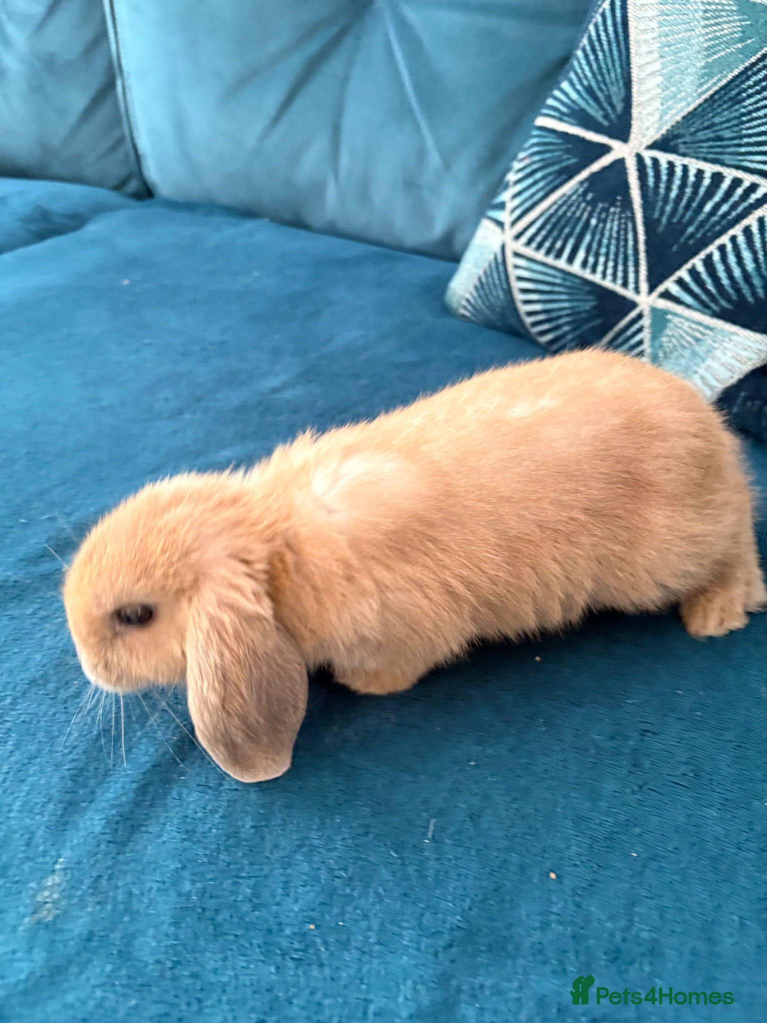 Mini Lop rabbits Mini Lop 10 weeks old looking for new home.  - Advert 1