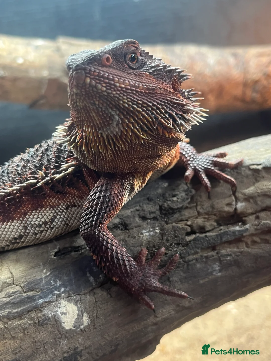 Bearded Dragon reptiles for sale: Red Bearded dragon  - Advert 5