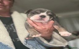 Olde English Bulldogge dogs for sale: NEBB REG OLDE ENGLISH BULLDOG  - Image 24