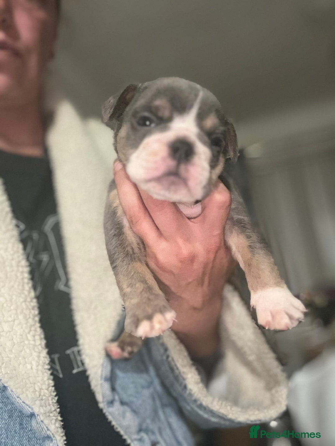 Olde English Bulldogge dogs for sale: NEBB REG OLDE ENGLISH BULLDOG  - Image 24