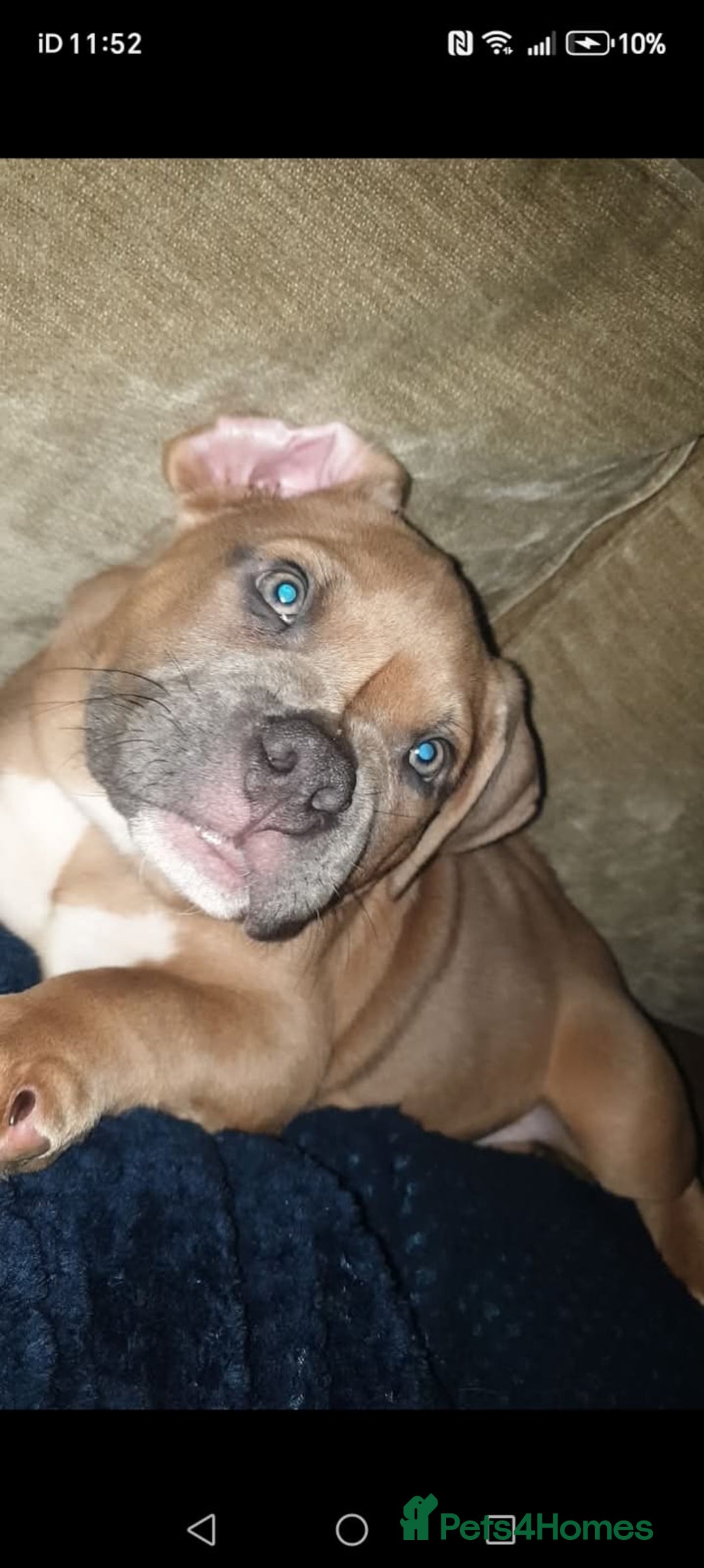 American Bully dogs for sale: Pocket Bully, 14 Month,Male,Beautiful Temperament. - Advert 3