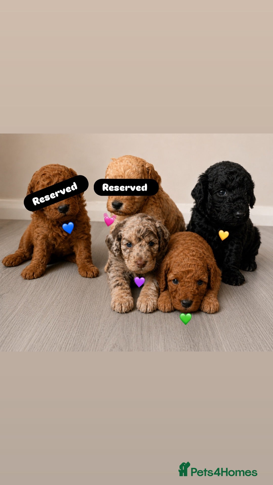 Cockapoo dogs Gorgeous Curly F1bb Miniature Cockapoos - Advert 1