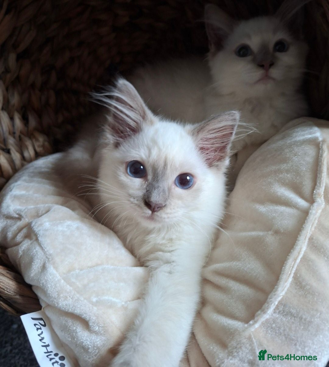 Ragdoll cats GCCF Lilac Ragdolls ready now  - Advert 2