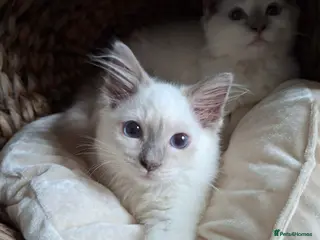 Ragdoll cats GCCF Lilac Ragdolls ready now - Advert 2