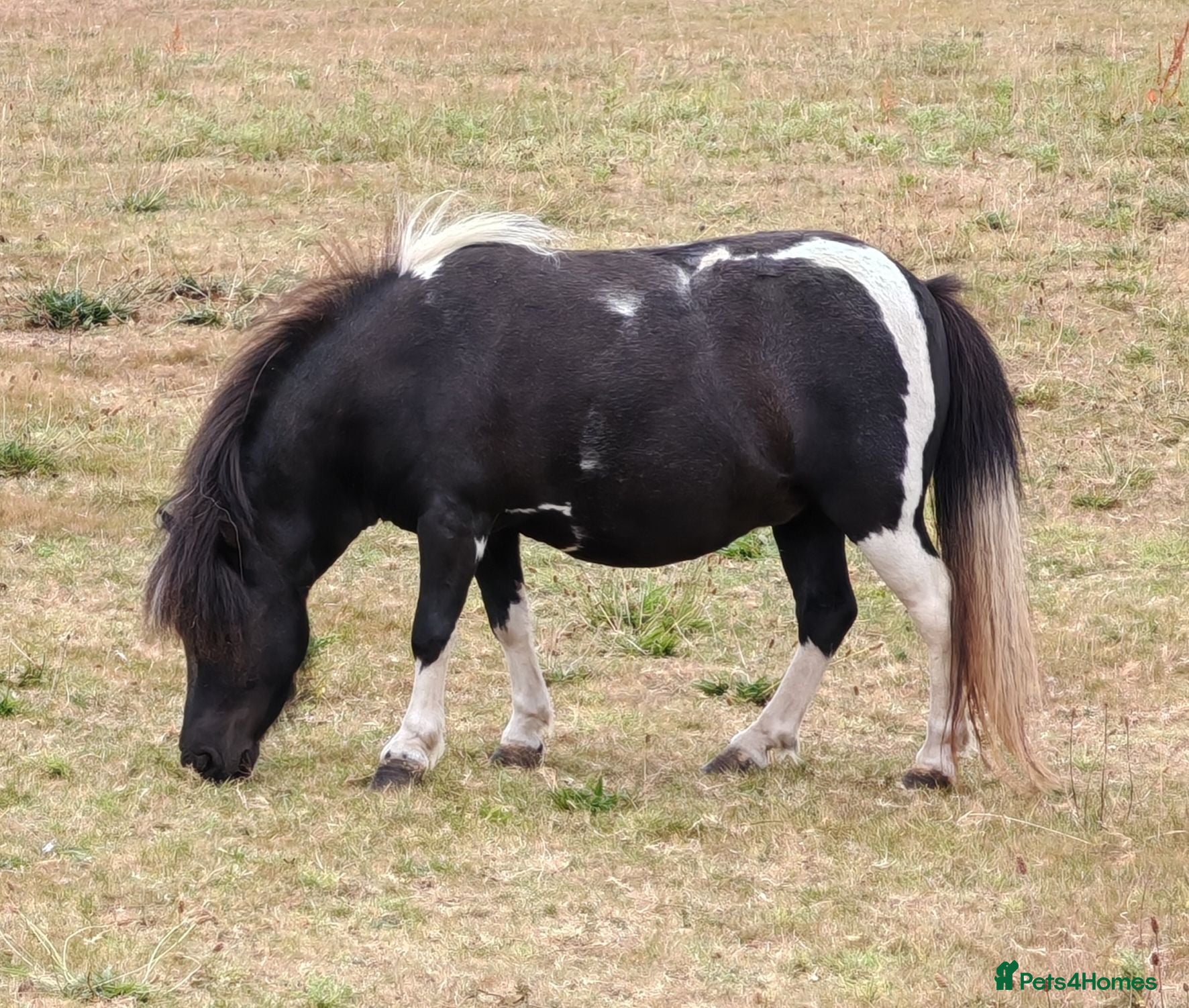 Shetland pony horses Beautiful mini shetland mare - Advert 1