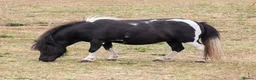 Shetland pony horses for sale: Beautiful mini shetland mare - Advert 1