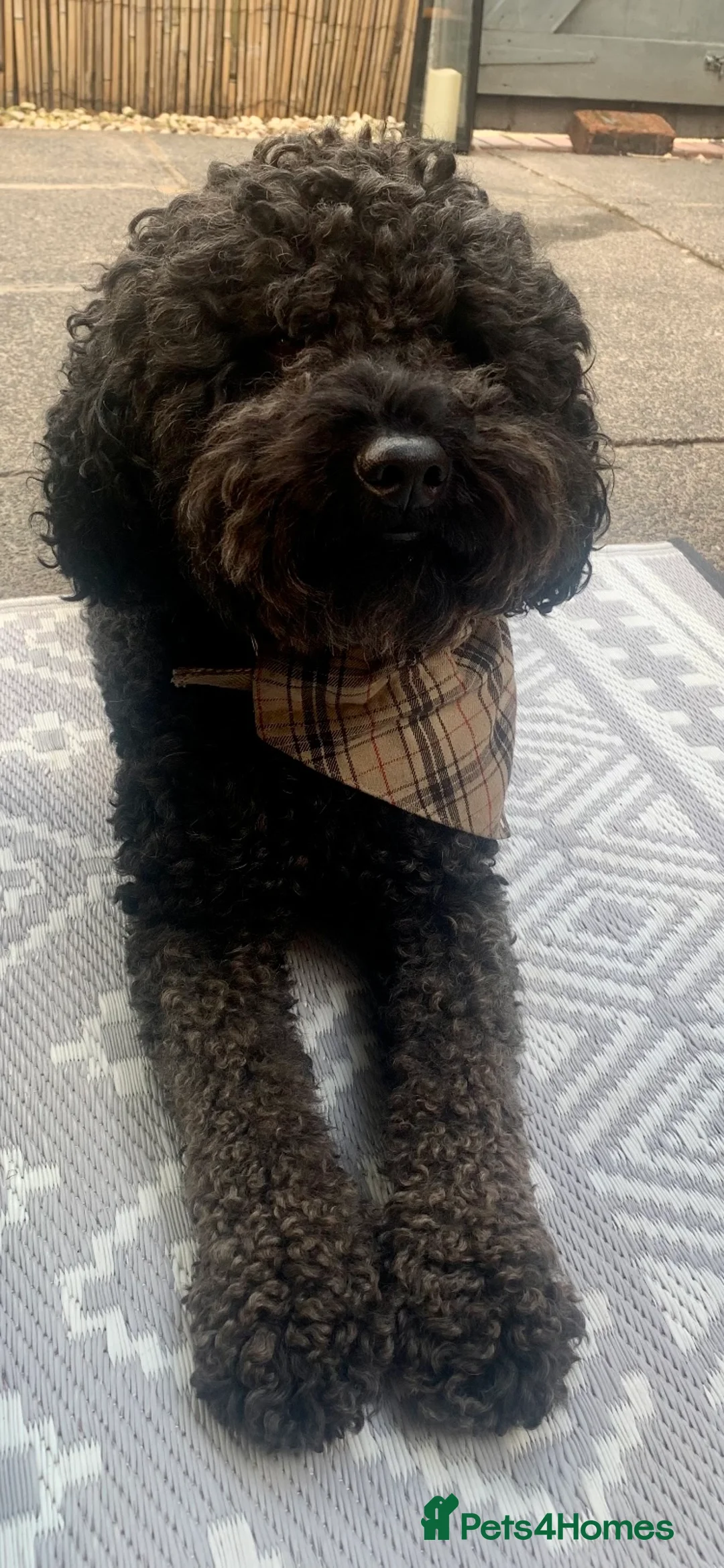 Labradoodle dogs for stud: Mini Doodle stud extensively DNA checked in Warrington - Advert 6