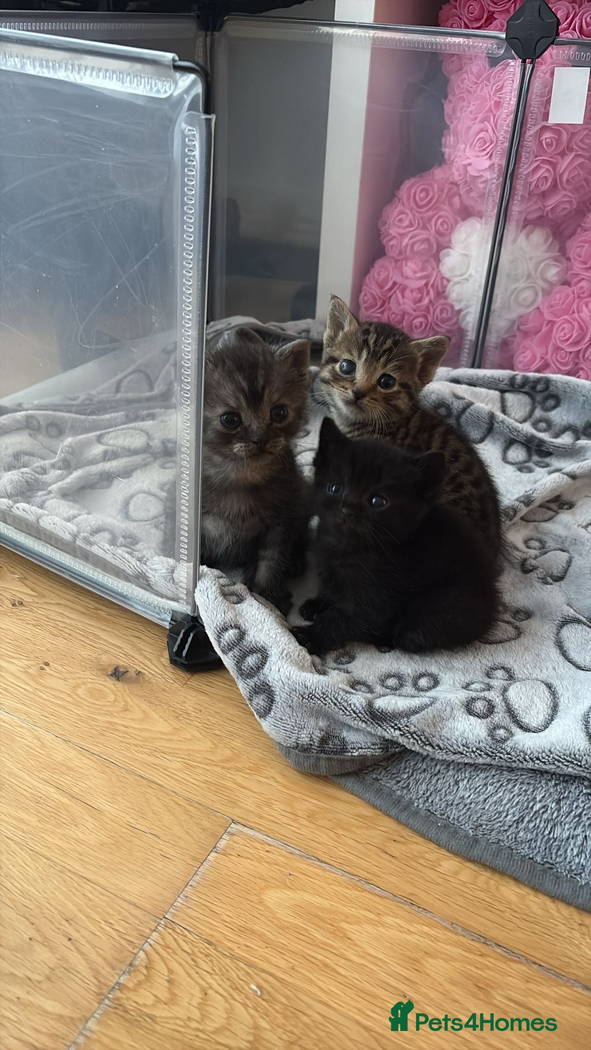 British Shorthair cats British Shorthair/Bengal Tabby Kittens - Advert 1