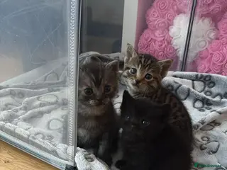 British Shorthair cats British Shorthair/Bengal Tabby Kittens - Advert 2