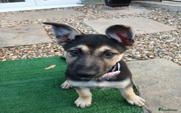 German Shepherd dogs for sale: German shepherd puppy - Image 1