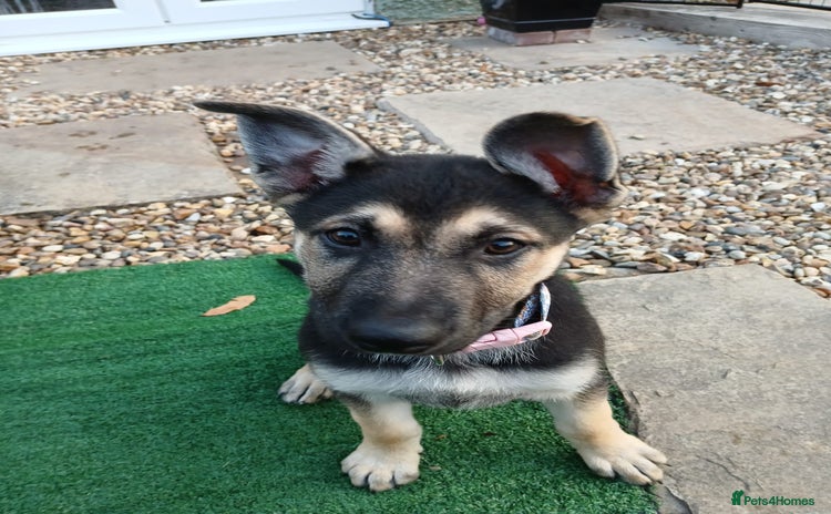German Shepherd dogs - Advert 4