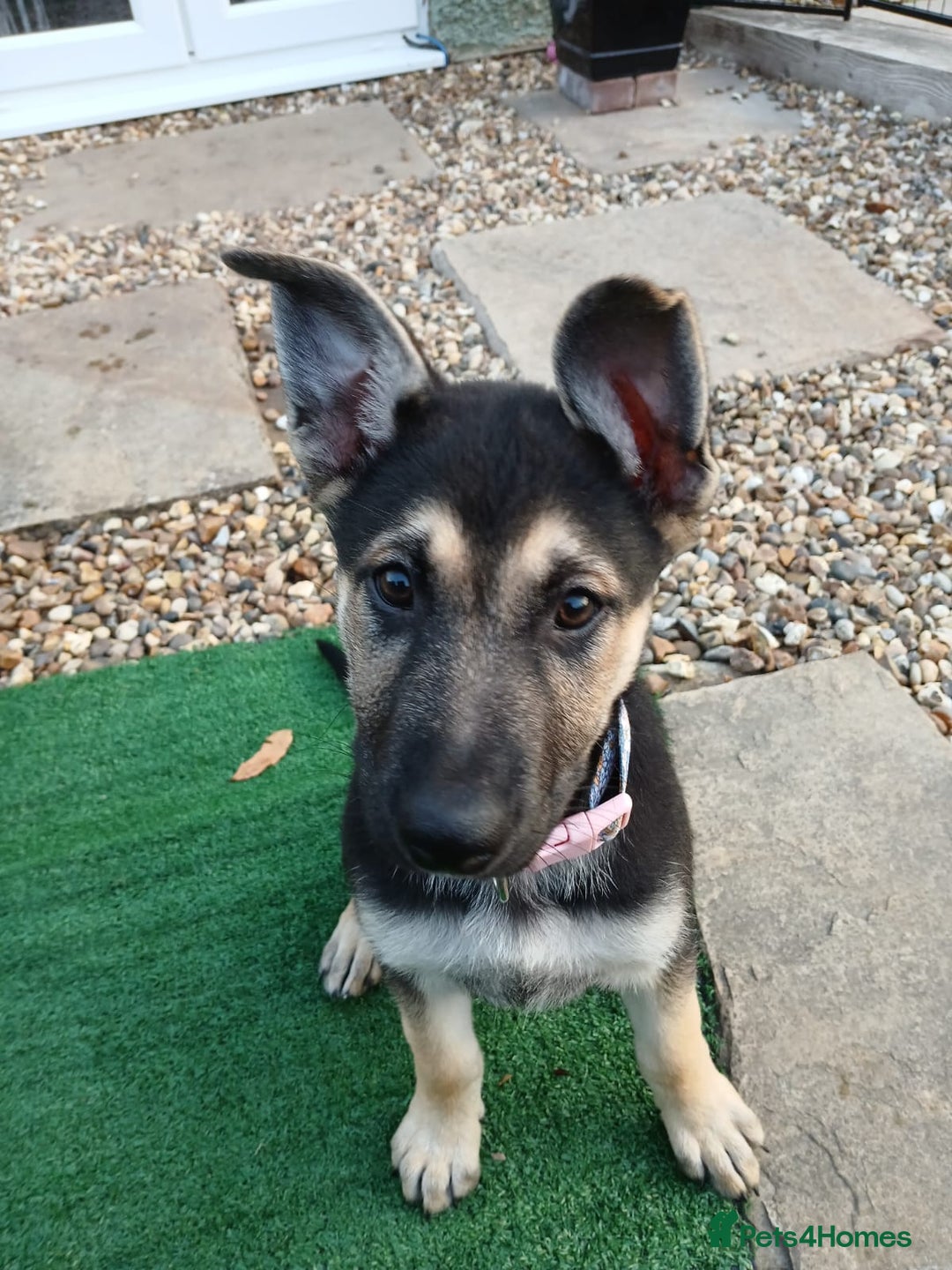 German Shepherd dogs for sale: German shepherd puppy - Image 1