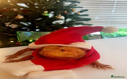 Bearded Dragon reptiles for sale: Cuddly red beardie for sale (male) with full viv  - Image 2