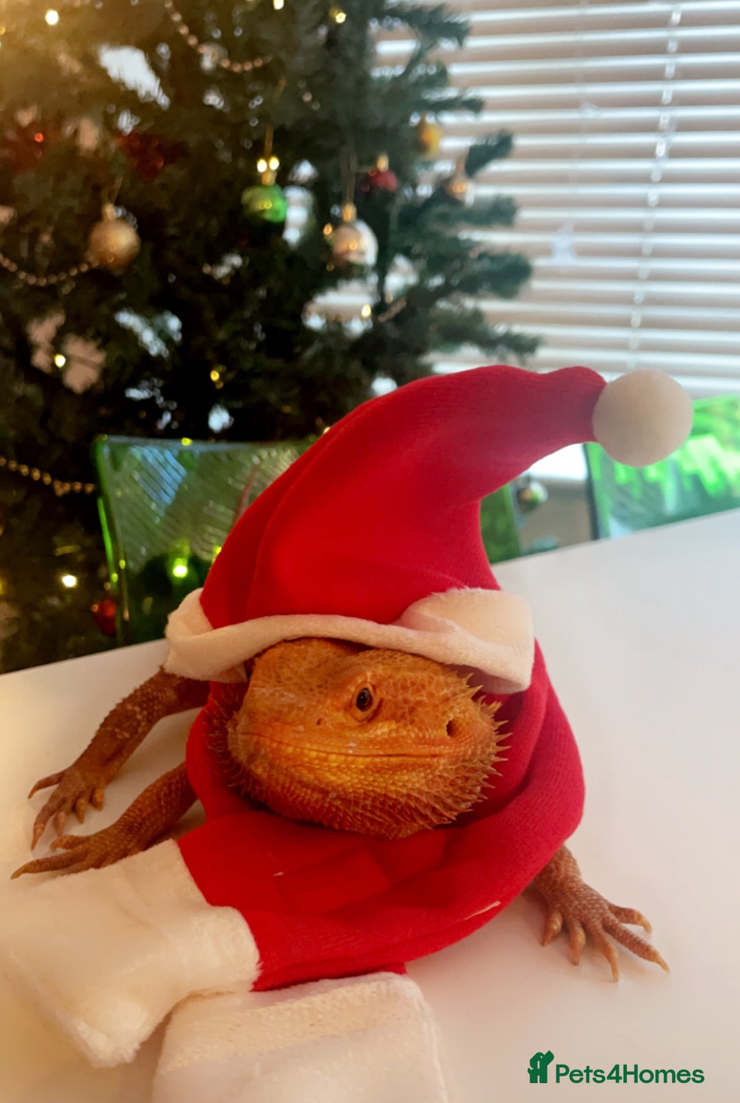 Bearded Dragon reptiles for sale: Cuddly red beardie for sale (male) with full viv  - Image 2