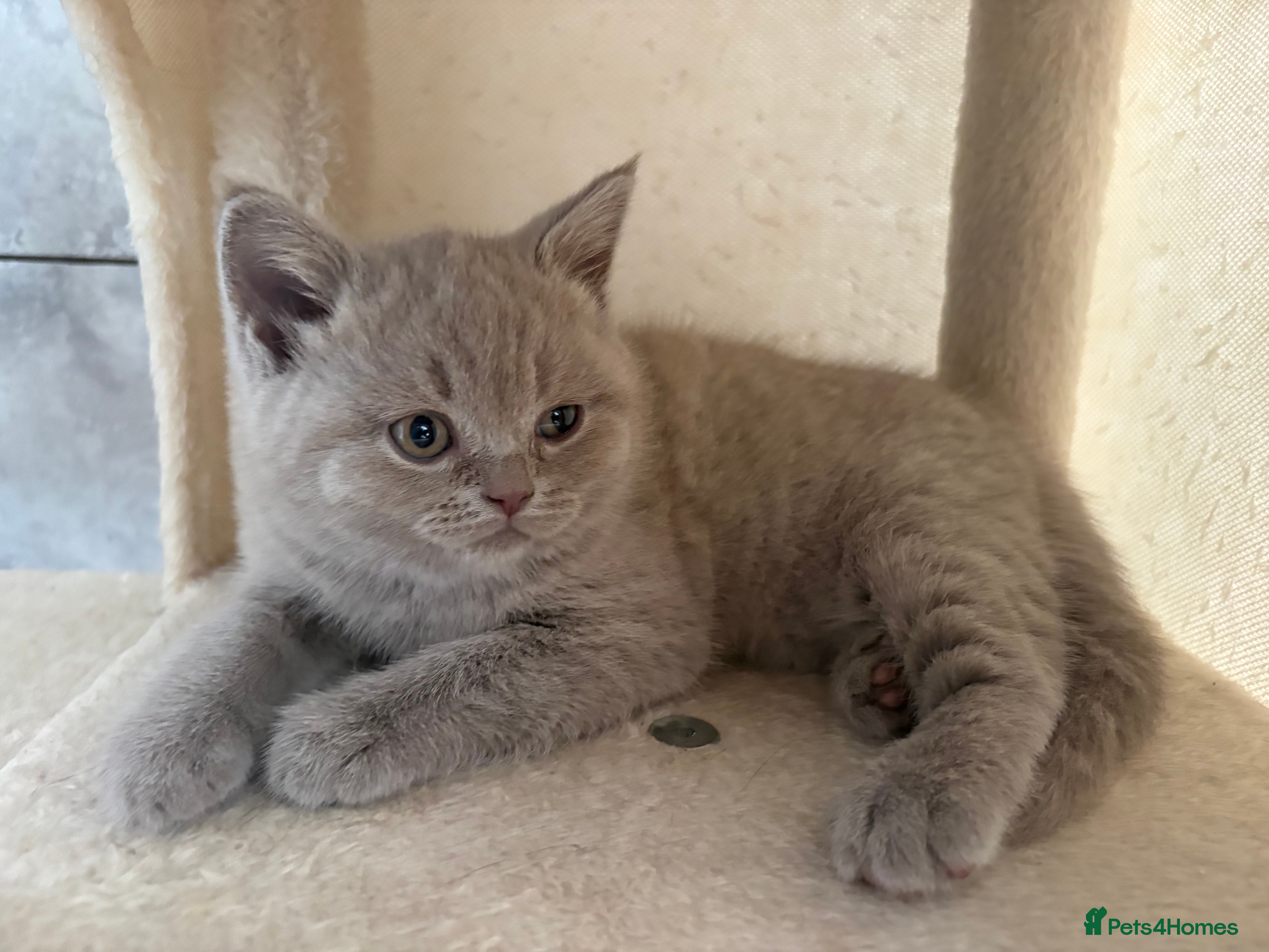 British Shorthair cats Pedigree British Short Hair BSH Adorable Female - Advert 2