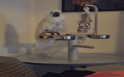 Cockatoo birds for sale: 14 year old beautiful female umbrella cockatoo - Image 2