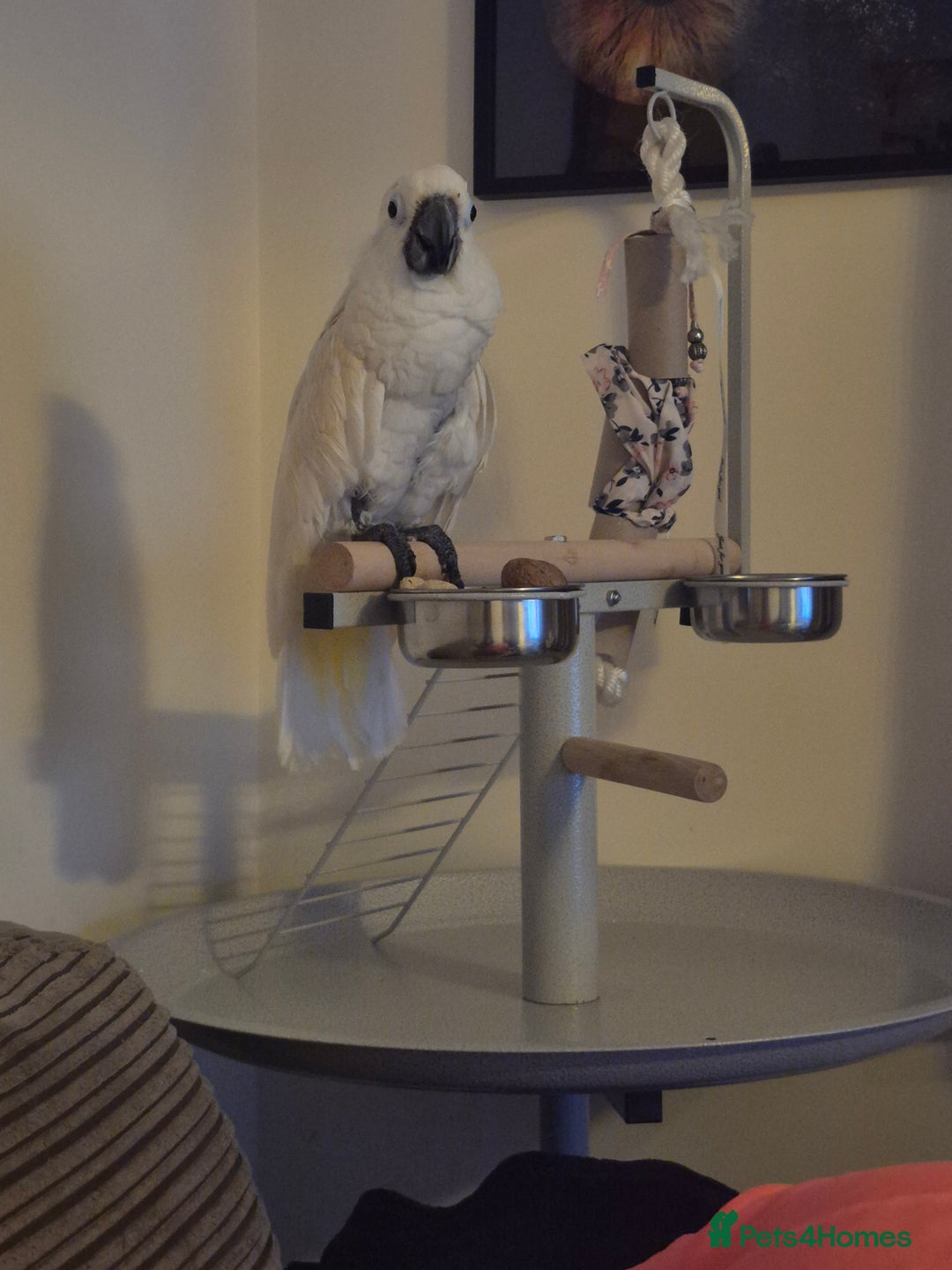 Cockatoo birds for sale: 14 year old beautiful female umbrella cockatoo - Image 2