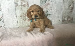 Cocker Spaniel dogs for sale: Adorable Kc reg Cocker pups - Image 20