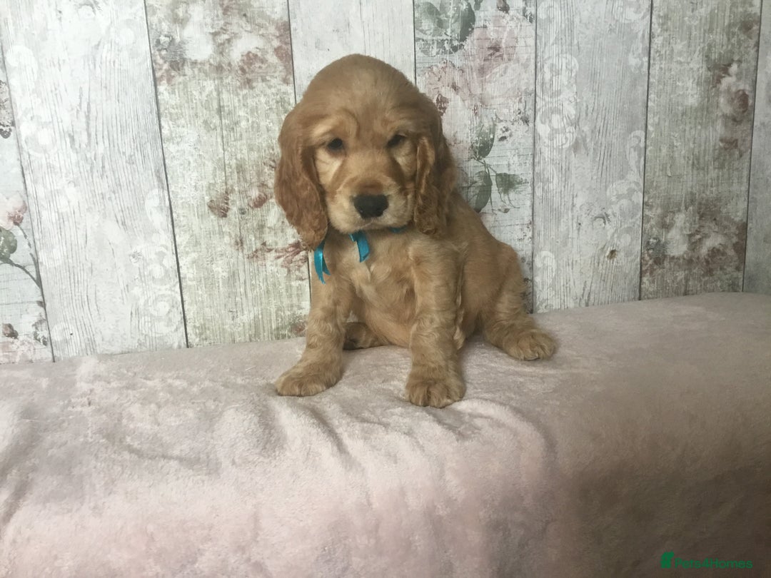 Cocker Spaniel dogs for sale: Adorable Kc reg Cocker pups - Image 20