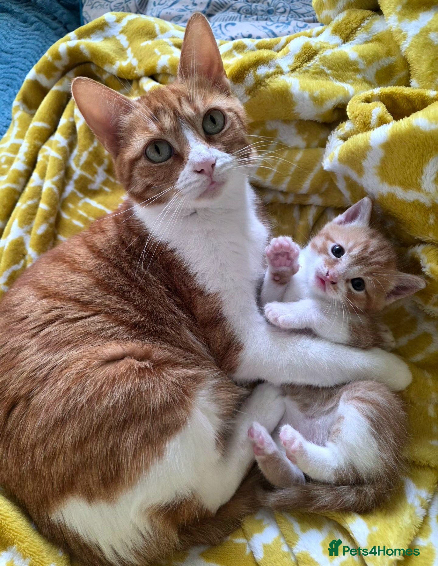 Mixed Breed cats Adorable Male Kitten Looking for His Forever Home! - Advert 1