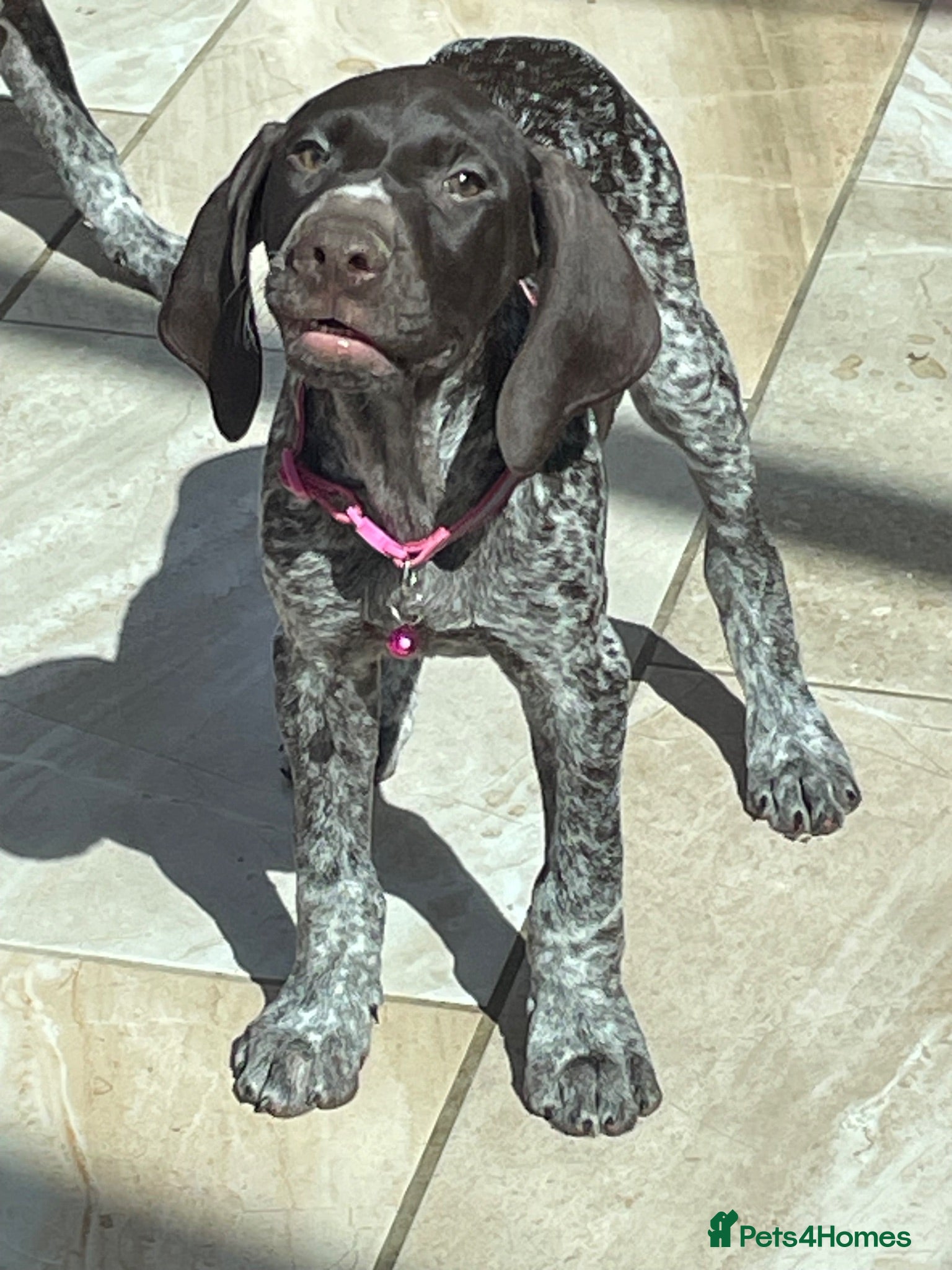 German Shorthaired Pointer dogs German shorthaired pointer  - Advert 2