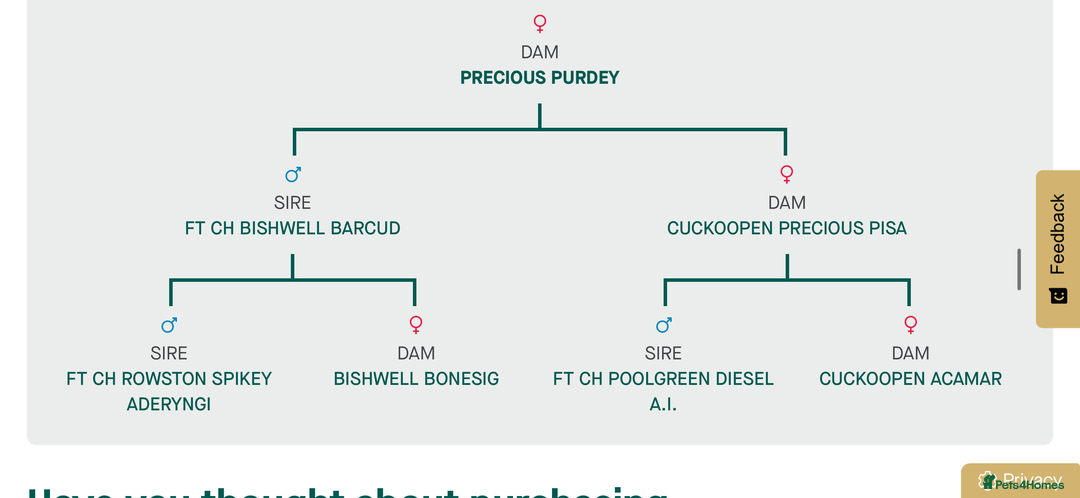 Cocker Spaniel dogs for sale: Purdey 7 month old kc cocker 5* amazing pedigree - Advert 3