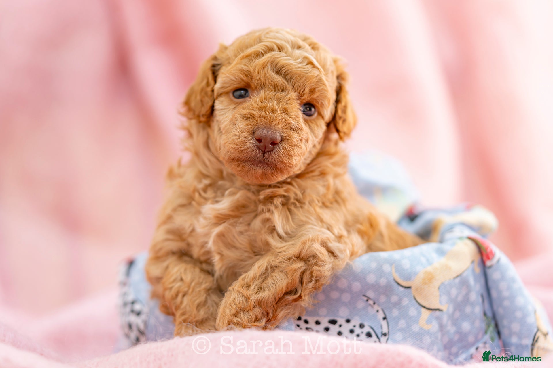 Toy Poodle dogs 🐶🐾Toy Poodle Puppies 🐾🐶 - Advert 1