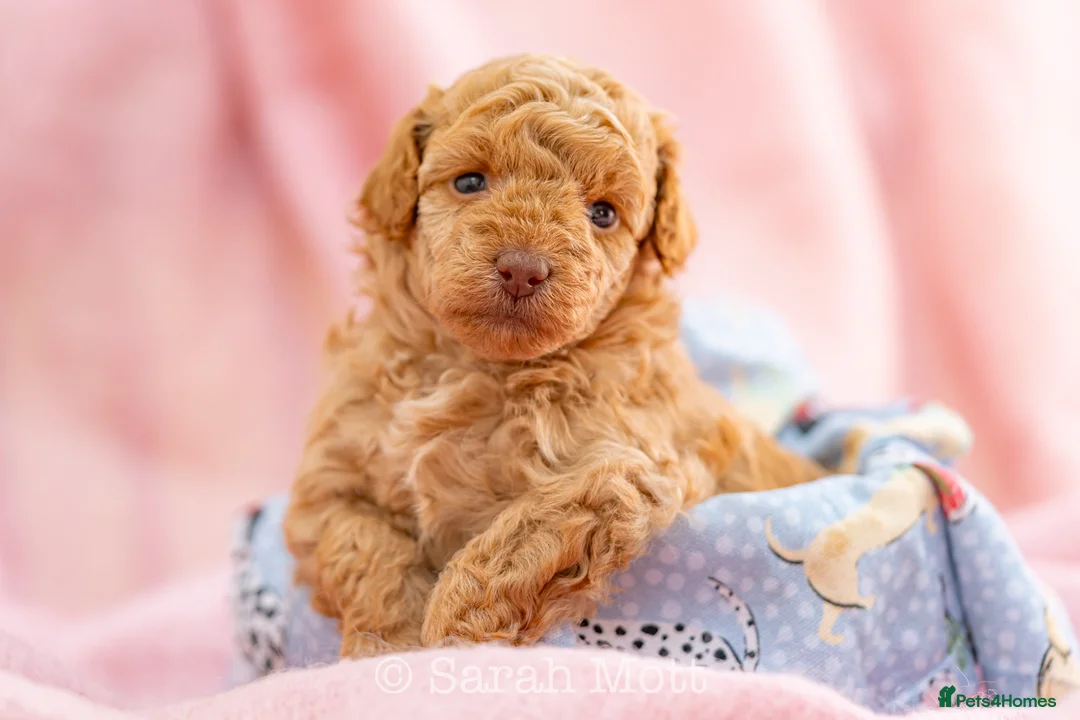 Toy Poodle dogs for sale: 🐶🐾Toy Poodle Puppies 🐾🐶 in Tunbridge Wells - Advert 1