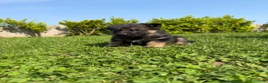 German Shepherd Puppy 1