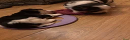 Biewer Terrier dogs for sale: 5 beautiful puppies  - Advert 7